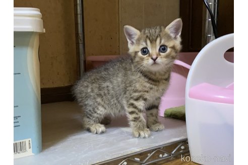 成約済の千葉県のマンチカン(短足)-91619の6枚目